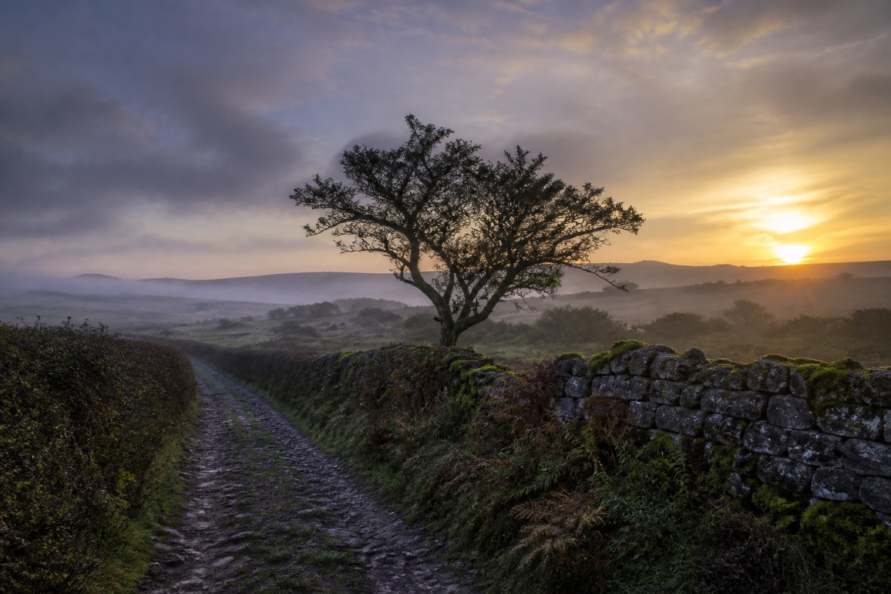 Geheimnisvolle englische Landschaft im goldenen Morgennebel mit altem Steinweg und Baum